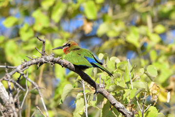 Bienenfresser (White fronted Bee Eater)