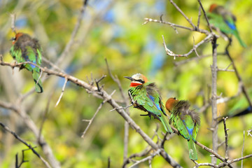 Bienenfresser (White fronted Bee Eater)