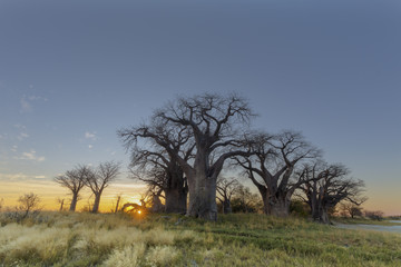 Sunrise at Baines Baobab's