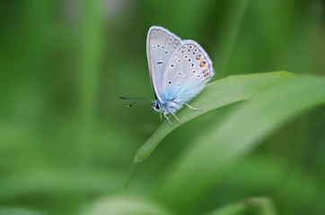 Diurnal butterfly in natural habitat. Butterfly on blade of grass with green background