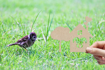 Woman hand holding brown paper cut home sweet home and tree shape on green grass