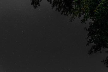 Millions of stars above the treetops. Starry night background with a view from the bottom up.
