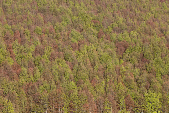Spring forest, Parco nazionale dell'Appennino Tosco-Emiliano