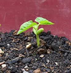 Green bean seedling