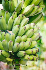 Young fresh Green Bananas Hanging on Banana Tree.Bunch of banana growing on banana tree close up