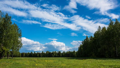 Landscape meadow before the forest.