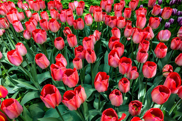 Natural background of red tulips