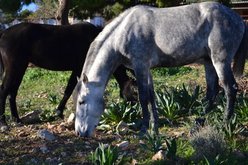 Horse in a farm