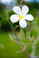 Beautiful  frangipani, flumeria flowers on the tree, with green blur background