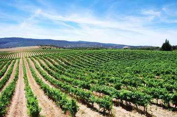 vineyard plantation in the Alentejo region, Portugal