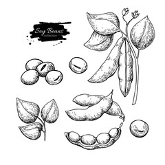 Soybean hand drawn vector illustration. Isolated Vegetable engraved style object.