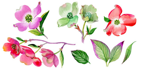 Wildflower Cornus Florida flower in a watercolor style isolated.