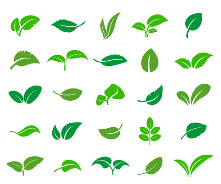 A set of abstract leaves of various trees and plants. Vector icon.