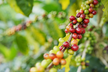 Fresh coffee beans,group of coffee beans,coffee tree branch