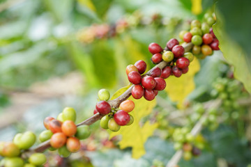 Fresh coffee beans,group of coffee beans,coffee tree branch