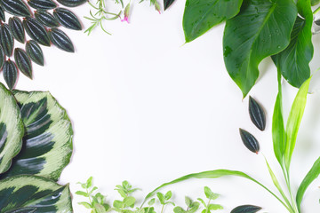 Fototapeta premium mix of fresh green exotic tropical leaves frame on white background