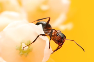 Ant on flowers