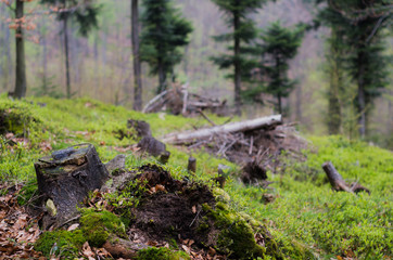 Tree trunk in forest at spring morning