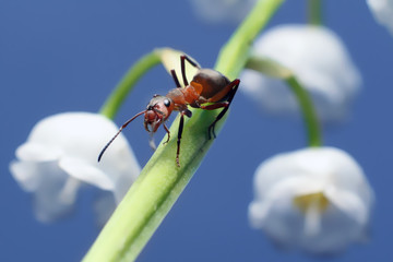 Ant on flowers
