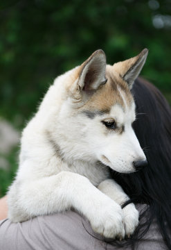 Beautiful Siberian husky puppy portrait