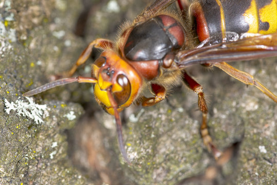 Tracheata Bilder Durchsuchen 325 Archivfotos, und