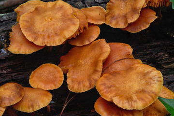 Orange Mushrooms