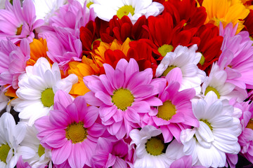 Obraz premium view flowers Gerbera 