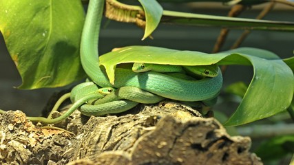 Drei Raue Grasnattern (Opheodrys aestivus) unterm Sonnenschirm
