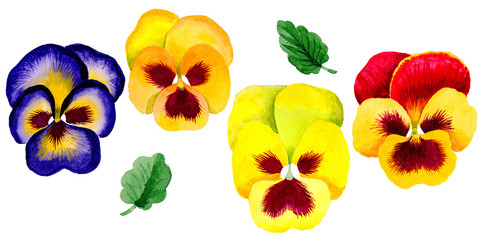 Wildflower viola flower in a watercolor style isolated.