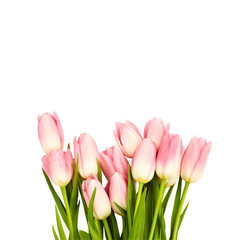 Obraz na płótnie Canvas Pink tulips isolated over white background. Top view, copy space