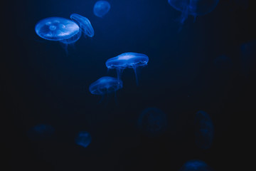 Naklejka na ściany i meble Moon Jellyfish in aquarium