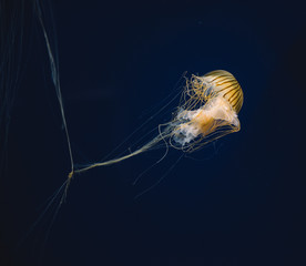 Japanese Jellyfish in aquarium