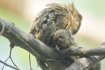 Cucciolo di uistitì pigmeo 