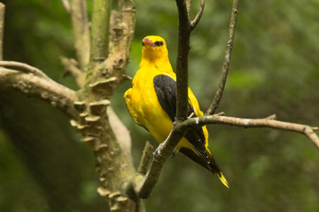 Rigogolo