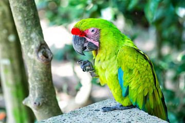 green ara parrot outdoor