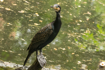 Cormorano nero in uno stagno