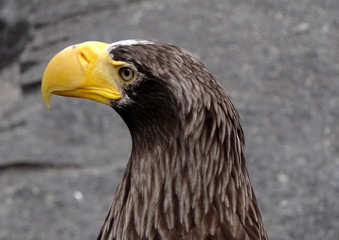 Profile of a bird