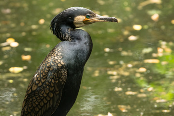 Profilo di cormorano