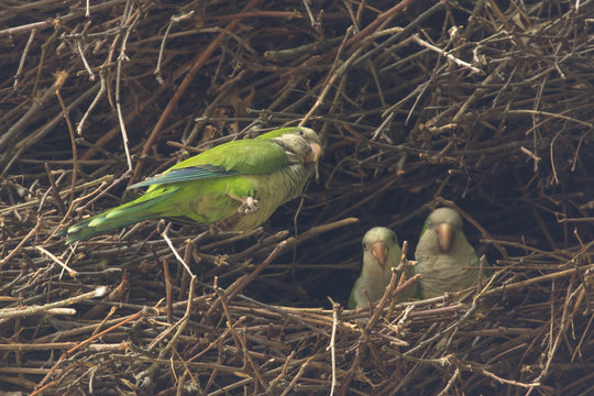 Famiglia di pappagalli nel nido
