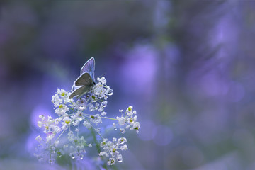 Papillon bleu sur fond bleu violet