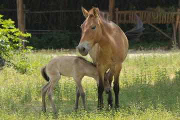 Fototapeta premium Puledro e la cavalla