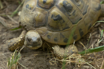 Ritratto di tartaruga di terra
