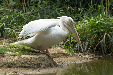 Pellicano entra in acqua