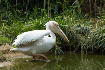 Pellicano in riva al fiume