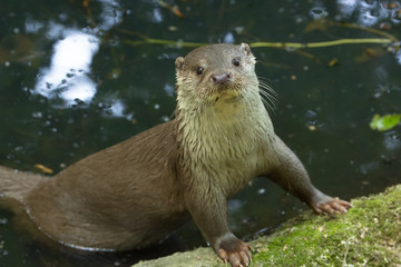 Lontra europea