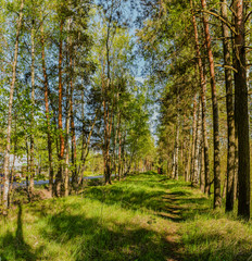 Fototapeta premium A Sunny summer morning