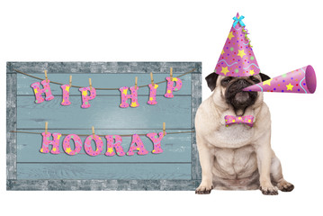 cute pug puppy dog with pink party hat and horn and old  blue wooden sign with festive hip hip hooray banner, isolated on white background