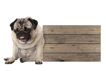 being fed up pug puppy dog sitting down next to blank wooden sign, isolated on white background