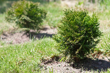 Small thuja. Evergreen. Garden trees. Ornament of the garden. Decorative plant
