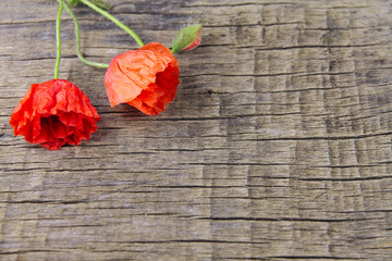 Fototapeta na wymiar Three red poppies on a wooden background